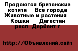 Продаются британские котята  - Все города Животные и растения » Кошки   . Дагестан респ.,Дербент г.